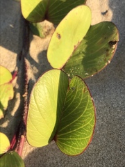 Ipomoea pes-caprae brasiliensis