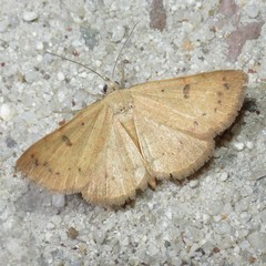 Hemeroplanis punitalis