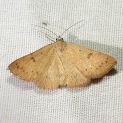 Hemeroplanis punitalis