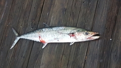 Scomberomorus cavalla