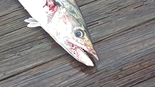 King Mackerel (Scomberomorus cavalla) — Scombridae — 4