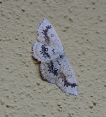 Cyclophora annularia