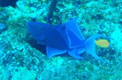 Odonus niger