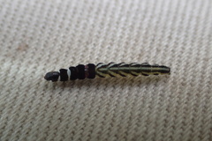 Helcystogramma rufescens