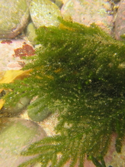 Caulerpa flexilis