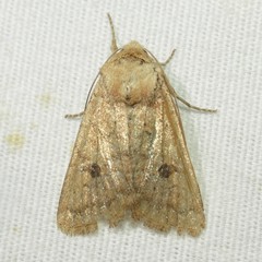 Protorthodes mulina