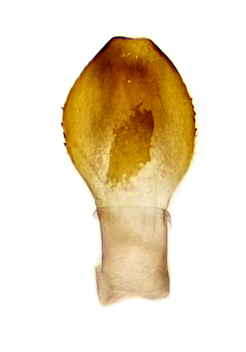 Crocus Geometer photo 2