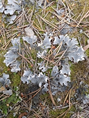 Peltigera ponojensis