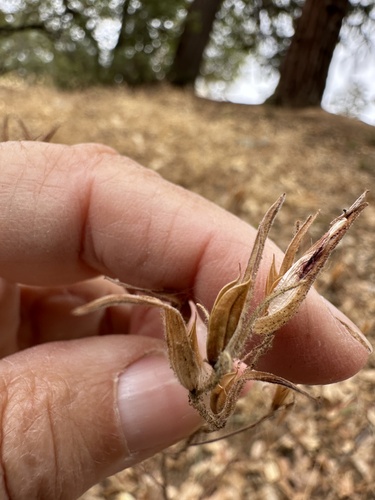 Image of Cordylanthus pilosus by no rights reserved
