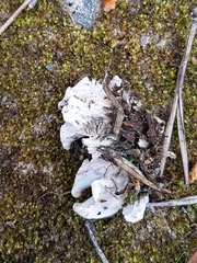 Peltigera ponojensis