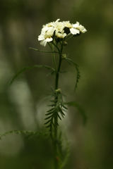 Achillea impatiens