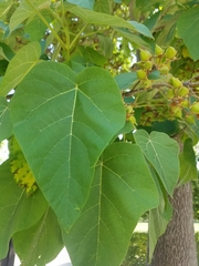 Paulownia tomentosa