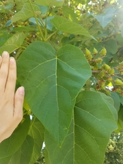 Paulownia tomentosa