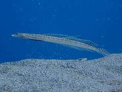 Trichonotus elegans