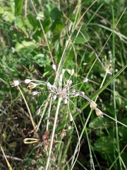Allium flavum tauricum