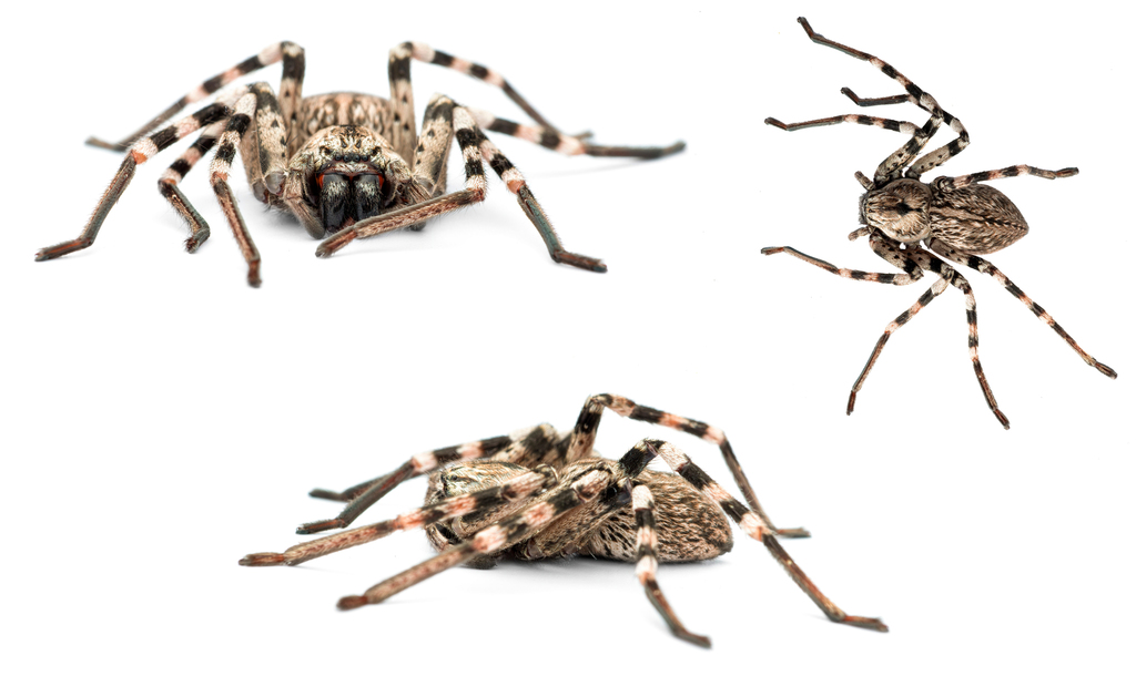 Eusparassus levantinus