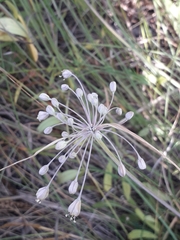 Allium flavum tauricum