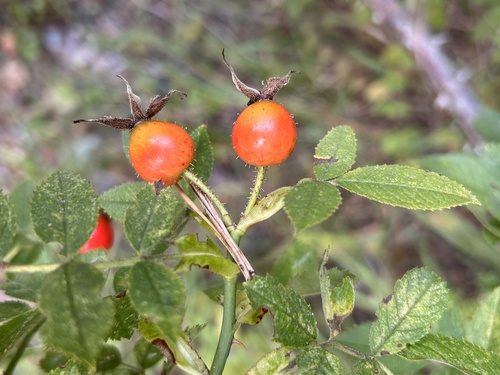 Rosa pseudoscabriuscula
