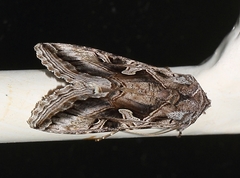 Cornutiplusia circumflexa