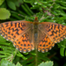 Arctic Fritillary - Photo no rights reserved, uploaded by Kent McFarland