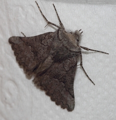 Drepanogynis interscripta