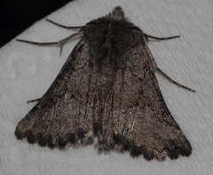 Drepanogynis interscripta