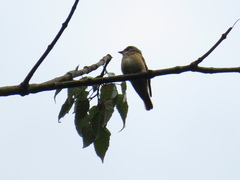 Muscicapa ferruginea