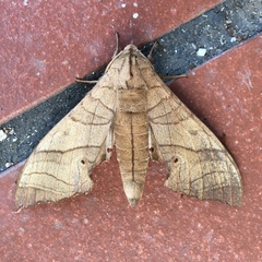 Marumba dyras