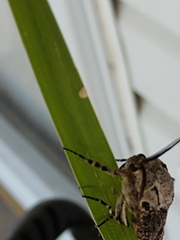 Prionoxystus robiniae