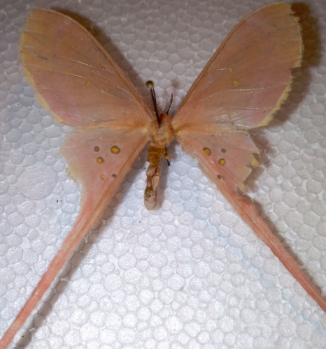 Eudaemonia argus
