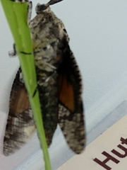 Prionoxystus robiniae