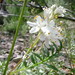 Elusive Jacob's Ladder - Photo (c) Jessica Irwin, some rights reserved (CC BY-NC), uploaded by Jessica Irwin