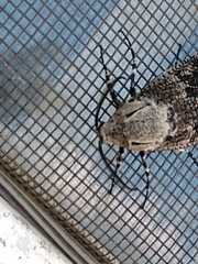 Prionoxystus robiniae