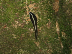 Newzealandia