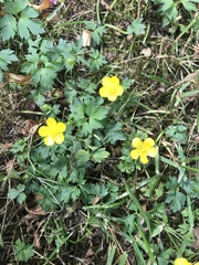 Ranunculus repens