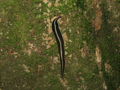 Newzealandia