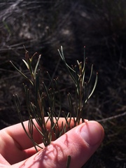 Serruria linearis