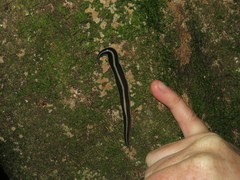 Newzealandia