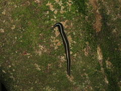 Newzealandia