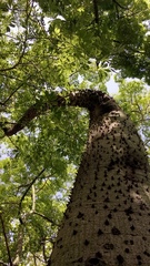 Ceiba speciosa