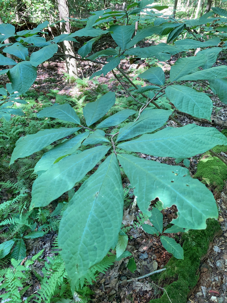 common pawpaw from North East on August 26, 2024 at 02:13 PM by ...