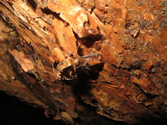 Austramathes purpurea