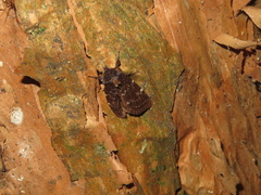 Austramathes purpurea