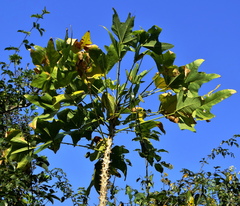 Erythrina livingstoniana