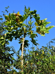 Erythrina livingstoniana