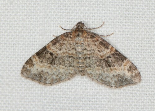 Small Seraphim, Ede, Nederland, photo 3 of 10