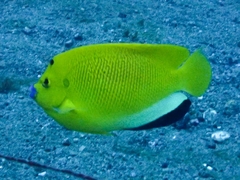 Apolemichthys trimaculatus
