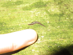 Newzealandia
