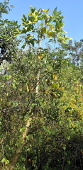 Erythrina livingstoniana