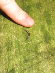 Newzealandia